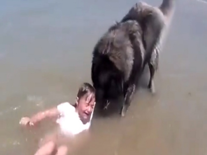 Viral video girl started drowning in the ocean dog shows his intelligence | शाब्बास रे शेऱ्या! पाण्यात बुडत होती लहान मुलगी, वाचवण्यासाठी कुत्र्याने केलं असं काही; बघा व्हिडीओ