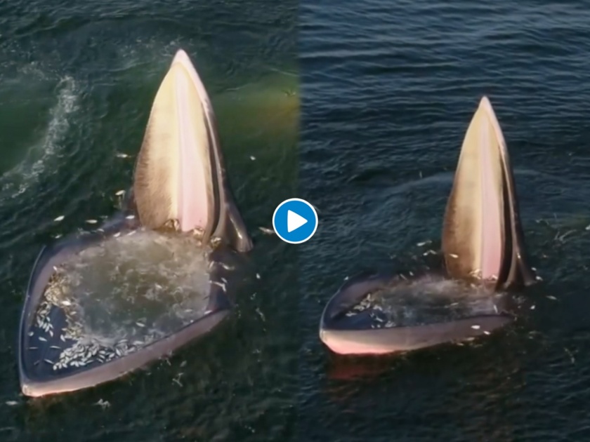 Viral video of Eden whale fish unique feeding style on Social Media | VIDEO : व्हेल माशाच्या या कारनाम्याने सर्वांनाच केलं हैराण, कधीच पाहिलं नसेल माशाचं असं रूप....