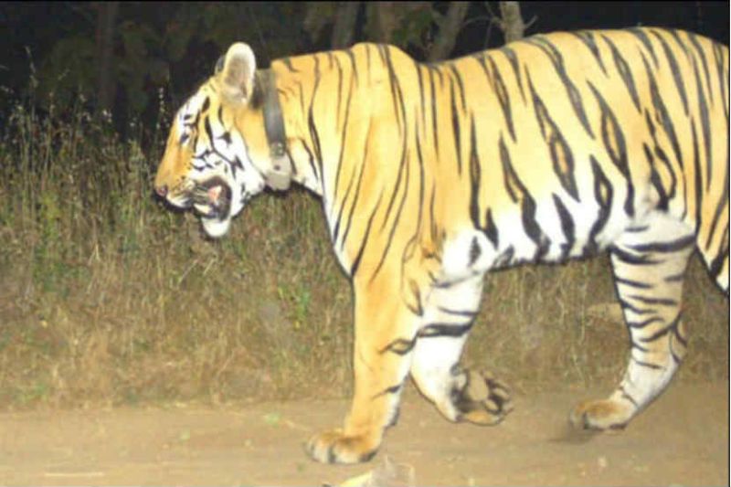 A forest department team is searching for the tiger of Tipeshwar, who lives in the Gyananga Ganga Sanctuary | ज्ञानगंगा अभयारण्यात रमलेल्या टिपेश्वरच्या 'त्या' वाघासाठी वनविभाग शोधतोय जोडीदार    