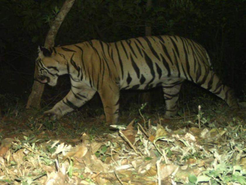 tiger sighting at Radhanagari Sanctuary in Kolhapur district; The tiger was spotted by a wildlife department camera | कोल्हापूर जिल्ह्यातील राधानगरी अभयारण्यात पट्टेरी वाघाचे दर्शन; वन्यजीव विभागाच्या कॅमेऱ्यात टिपला पट्टेरी वाघ