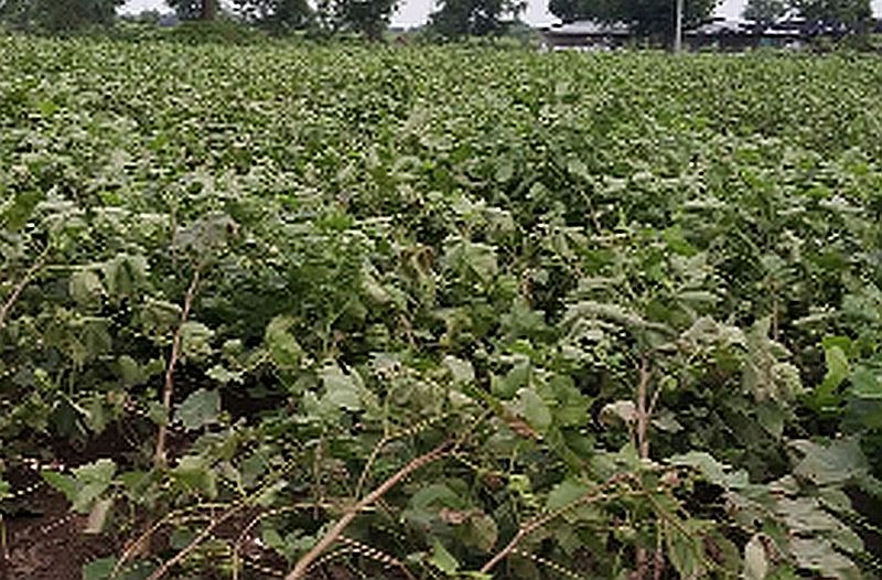 Hundreds of hectares of cotton crop lying horizontal | शेकडो हेक्टरवरील कापूस पीक आडवे