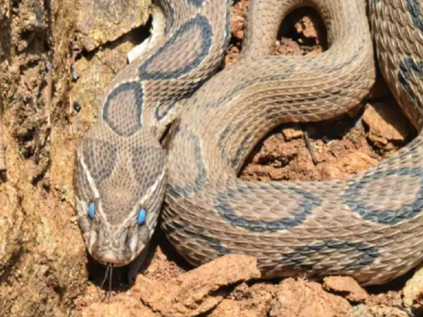 World Snake Day : Blue eyed Russell viper Snake found in the forest of Sarani in MP | खतरनाक! तुम्ही कधी निळ्या डोळ्यांचा साप पाहिलाय का? मध्य प्रदेशातील जंगलात दिसला असा साप...