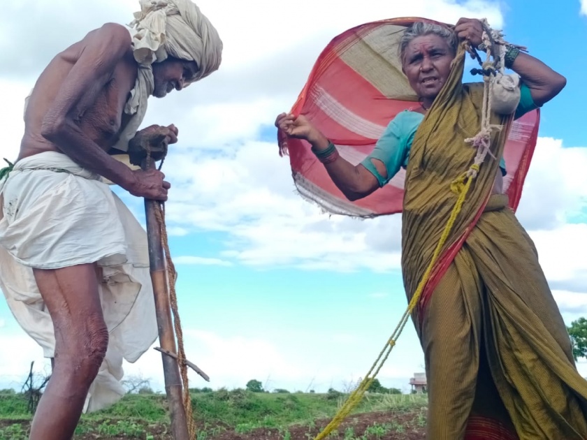 Sir, where is the retirement for the farmer, double sowing of farmer in solapur | Video: लेकरा, शेतकऱ्याला कुठं असतीय रिटारमेंट, पोटात कालवणारी 'दुबार पेरणी'