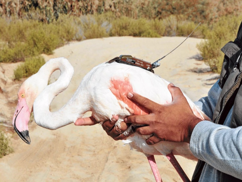 Flemingo's original place will know; Satellite tagging to six flamingos | फ्लेमिंगोंचे मुक्काम पोस्ट कळणार; सहा फ्लेमिंगोंना सॅटेलाइट टॅगिंग