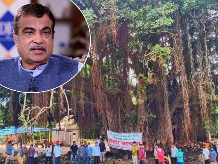 National highway map changed to save 400-year-old banyan tree; Order of Minister Nitin Gadkari | ४०० वर्ष जुना वटवृक्ष वाचवण्यासाठी राष्ट्रीय महामार्गाचा नकाशा बदलला; मंत्री नितीन गडकरींचे आदेश