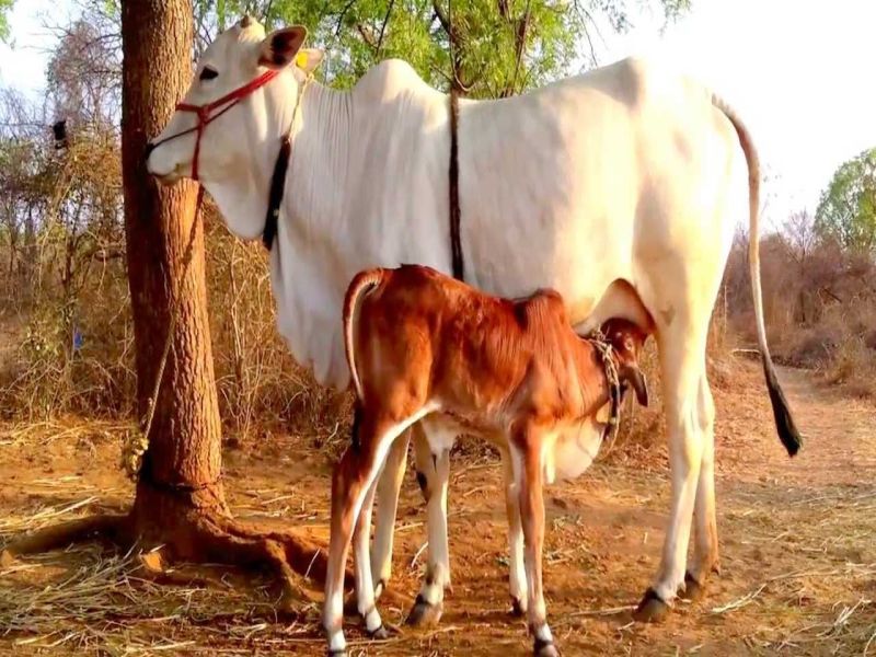 uttarakhand becomes first state of country to declare cow as rashtra mata | गायीला 'राष्ट्रमाता' घोषित करणारे उत्तराखंड देशातील पहिले राज्य