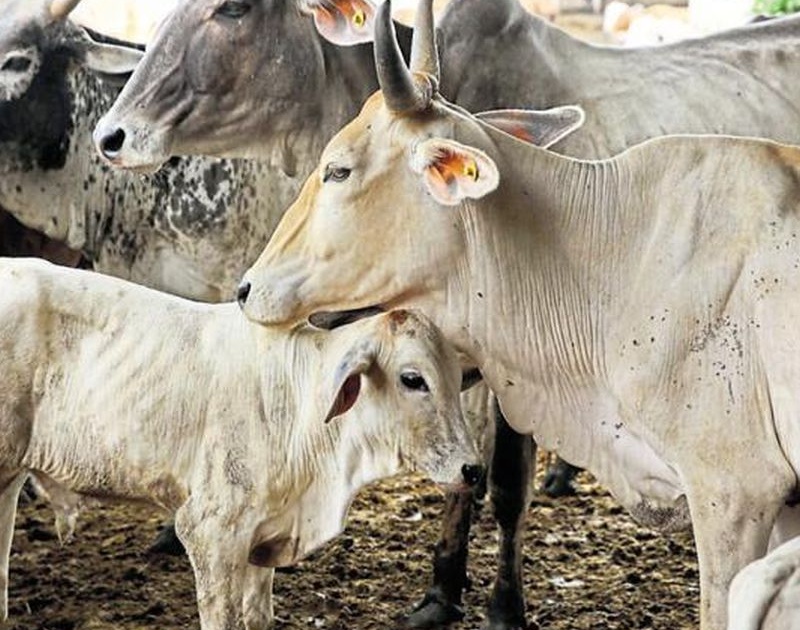 rss leader indresh kumar statement over cow | गायीच्या शेणानं बनू शकते बंकर, कॅन्सरवर उपाय शक्य- इंद्रेश कुमार