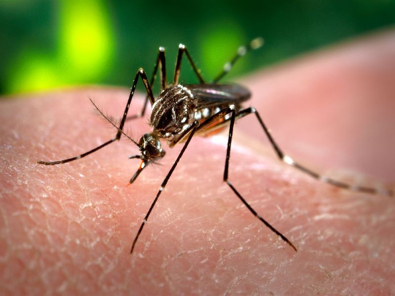 Dengue patient found in Panvel? | पनवेलमध्ये आढळले डेंग्यूचे रुग्ण?