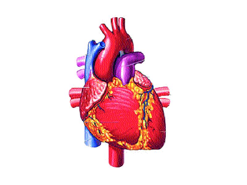 Cardiovascular disease caused by sonic pollution | ध्वनिप्रदूषणामुळे होतो हृदयरोग