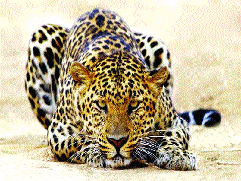  The Leopard entered the Boisar, the forest was not patrolled by the forest | बोईसरमध्ये बिबट्या घुसला , वनखात्याची रात्रभर गस्त, थांगपत्ता लागलाच नाही
