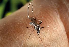  'Dengue Control' | ‘डेंग्यू कंट्रोल करा’