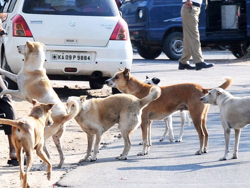 Dogs at Railway Station guards six year old child | जनावरातील माणुसकी ! रेल्वे स्थानकावर बेवारस पडलेल्या मुलीचं भटक्या कुत्र्यांकडून संरक्षण
