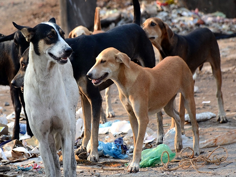 Navi Mumbai: Dread dogs, neglect of action | नवी मुंबई : भटक्या कुत्र्यांची दहशत, कारवाईकडे दुर्लक्ष