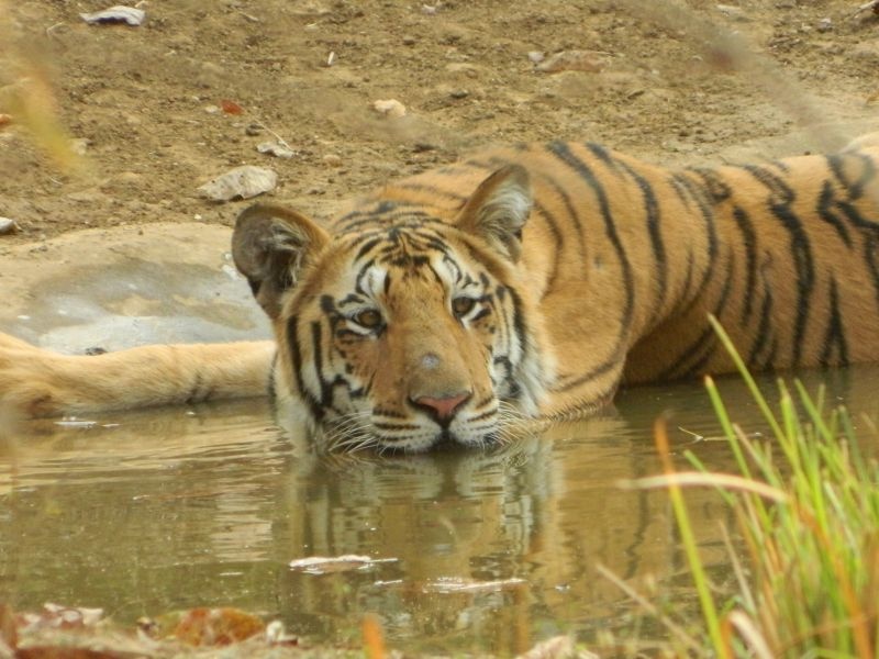 The first rain brings relief to the tigers, water storage of Vidarbha's tiger reserve | पहिल्याच पावसाने वाघांना दिलासा, विदर्भातील व्याघ्र प्रकल्पात पाणवठ्यांमध्ये पाणी