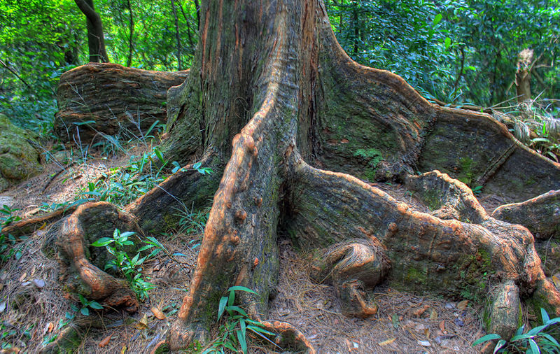 Trees gives 'oxygen' to our lives | आपल्या जीवनशैलीतून निसर्ग, झाडं हद्दपार झाली आणि...