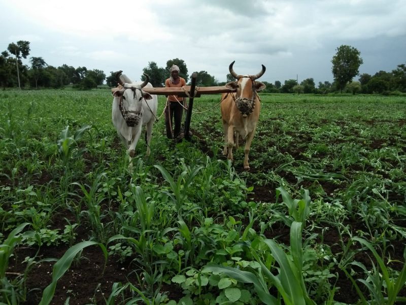 A farmerrevolves around one acre | भडगाव तालुक्यातील बोदर्डे येथील शेतकऱ्याने एक एकर ज्वारीवर फिरविला नांगर