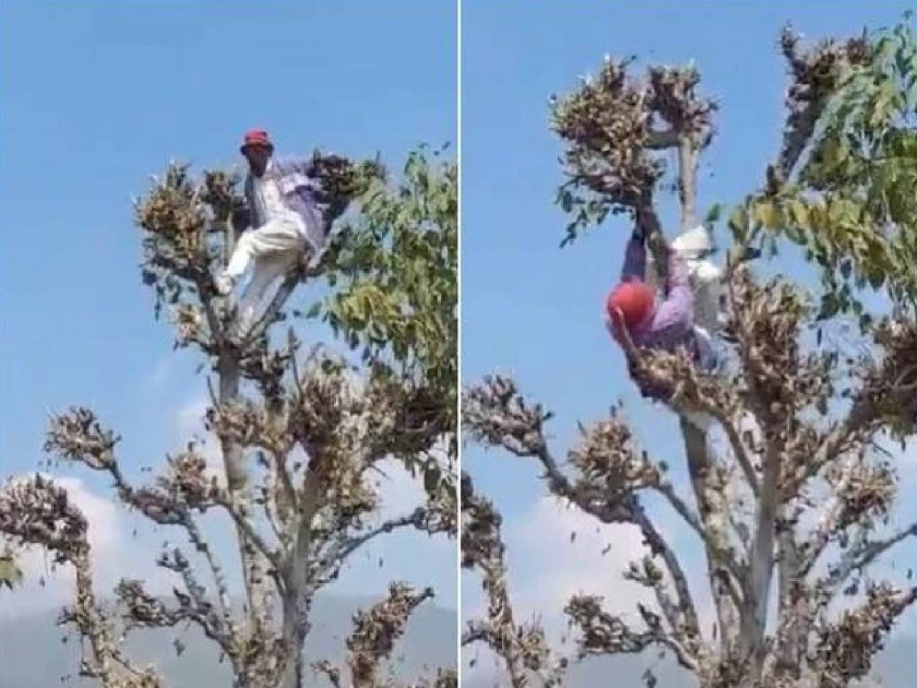 A video of a drunk person climbing a tree is going viral on social media | Viral Video: आरारा खतरनाक! दारूच्या नशेत चढला झाडावर, नेटकरी म्हणाले, अशीही असते धुळवड?