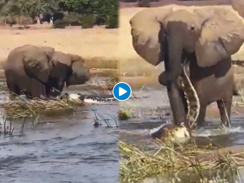 Viral Video : Angry elephant attack on crocodile video will shock you | खतरनाक! चिडलेल्या हत्तीने मगरीची केली हालत खराब, थरारक व्हिडीओ व्हायरल