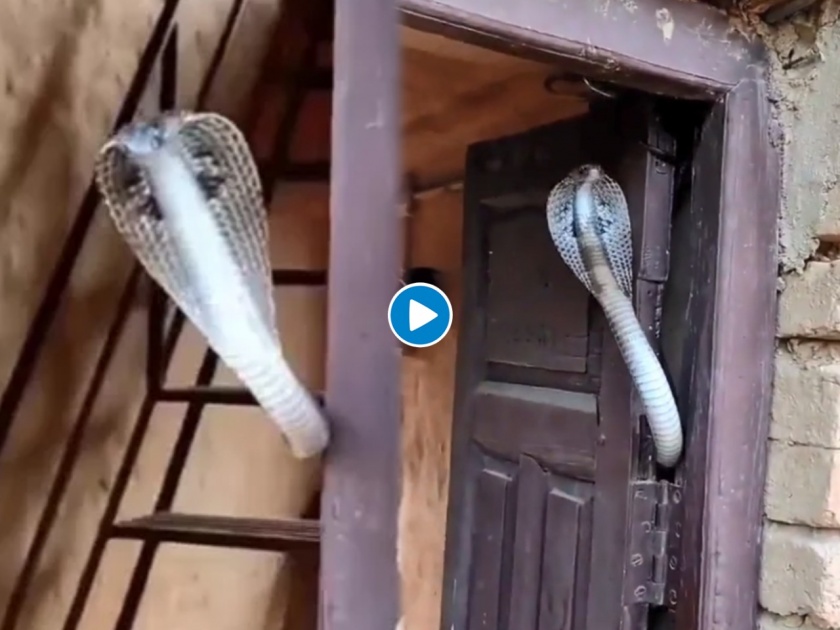 King cobra sitting on the door watch shocking viral video on twitter | VIDEO : दरवाज्यावर फणा काढून बसला होता कोब्रा, येणाऱ्या-जाणाऱ्यांची पंचाईत....