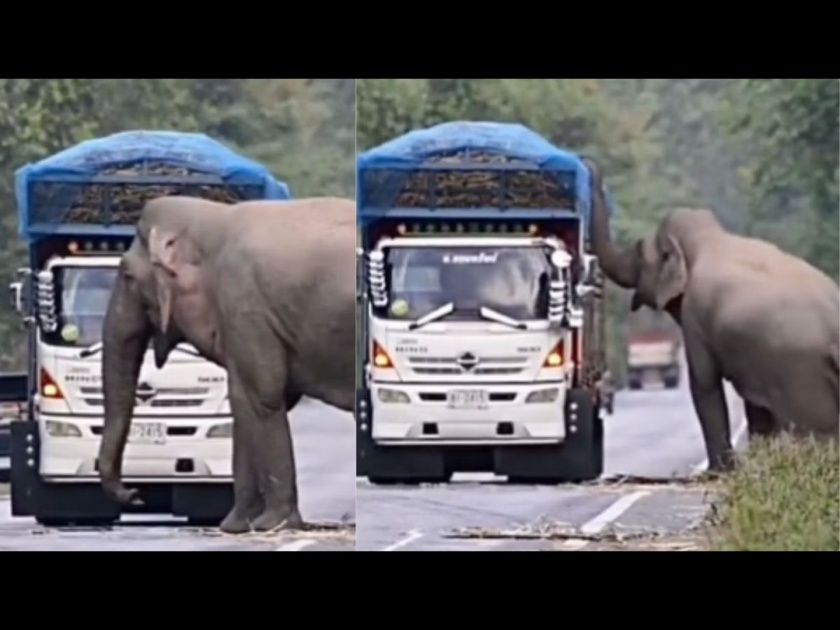 Elephant stops passing trucks to eat sugarcane, Cute video goes viral | Video : हत्तीची 'टोल' वसूली! ऊस भरून नेणारा ट्रक अडवला अन्...
