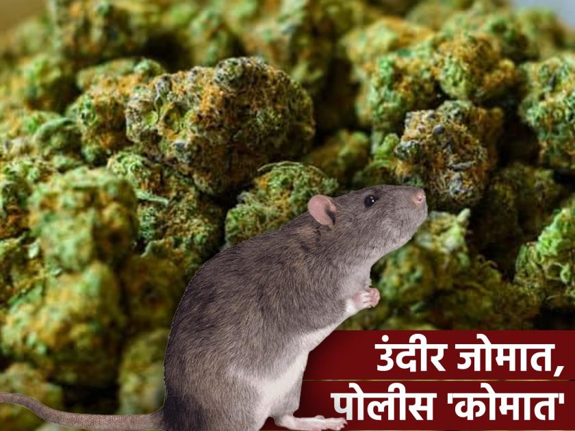 Rats high on marijuana invaded police building and munching on evidence | नशेडी उंदरांचा अजब कारनामा, गांजा खाऊन फस्त केले पोलिसांचे अनेक रेकॉर्ड्स