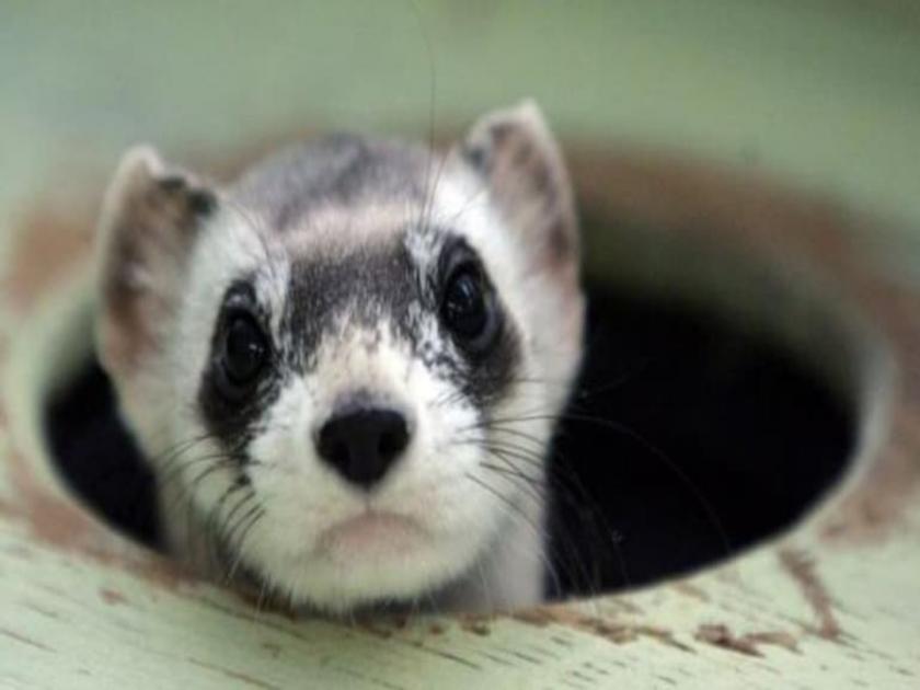 Scientists bring back to life extinct ferret species using cloning method | वैज्ञानिकांची कमाल! १९८८ मध्ये मृत प्राण्याला क्लोनिंगने केलं जिवंत...