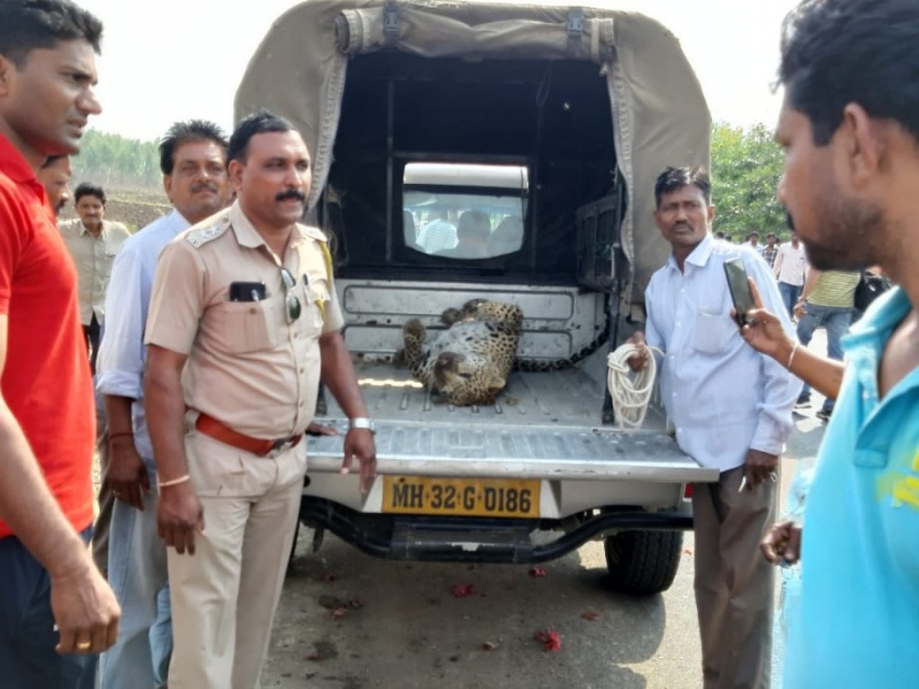 Leopard body found in Wardha district | वर्धा जिल्ह्यात आढळला बिबट्याचा मृतदेह
