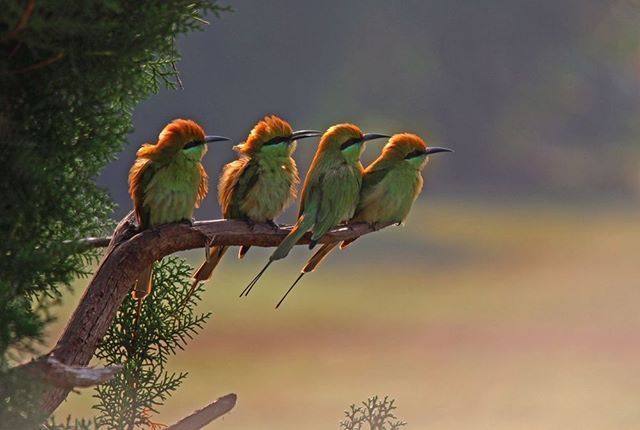Encyclopedia of birds in Maharashtra; Essential information of 577 birds | महाराष्ट्रातील पक्ष्यांचा मराठी पक्षिकाेश तयार हाेणार; ५७७ पक्ष्यांची इत्थंभूत माहिती