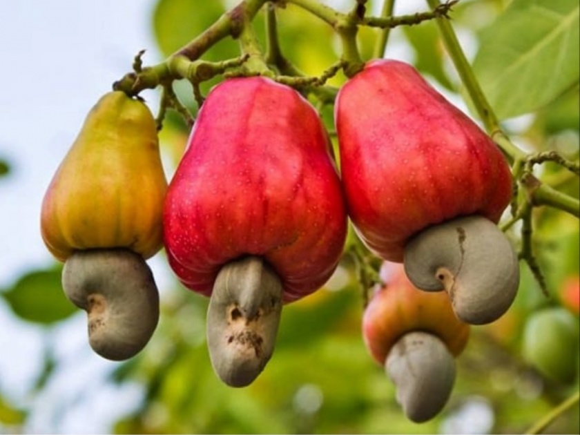 Cashew production likely to decrease by 50 percent this year: Fall in price also causes loss to cashew producers | यंदा काजू उत्पादन ५० टक्क्यांनी कमी होण्याची शक्यता : दरातही घसरण काजू उत्पादक नुकसानीत