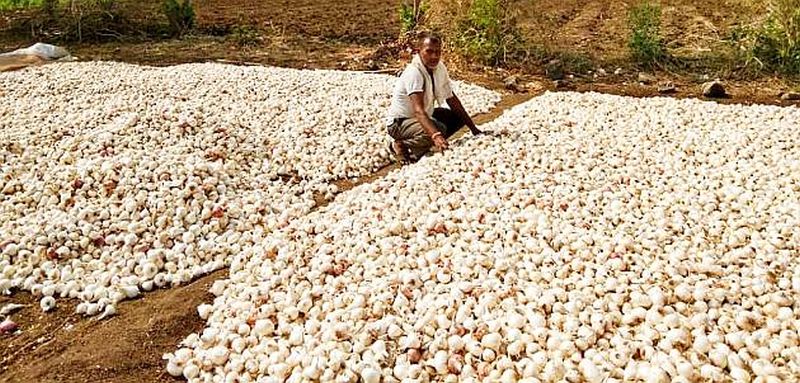 Destruction of onion crop in Nerpingalai area of Amravati district | अमरावती जिल्ह्यातील नेरपिंगळाई परिसरात कांदा पिकाची नासाडी
