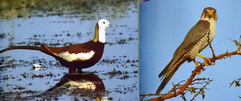 forest department published a book in detail with of 323 birds of the yavatmal district | जिल्ह्यातील देखणे पक्षीवैभव पाहा एकाच ठिकाणी, कसे? जाणून घ्या