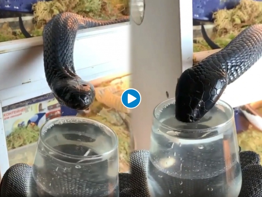Viral video of cobra seen drinking water from glass | VIRAL : ग्लासमधून पाणी पित होता ब्लॅक कोब्रा, व्हिडीओ पाहून हैराण झाले लोक