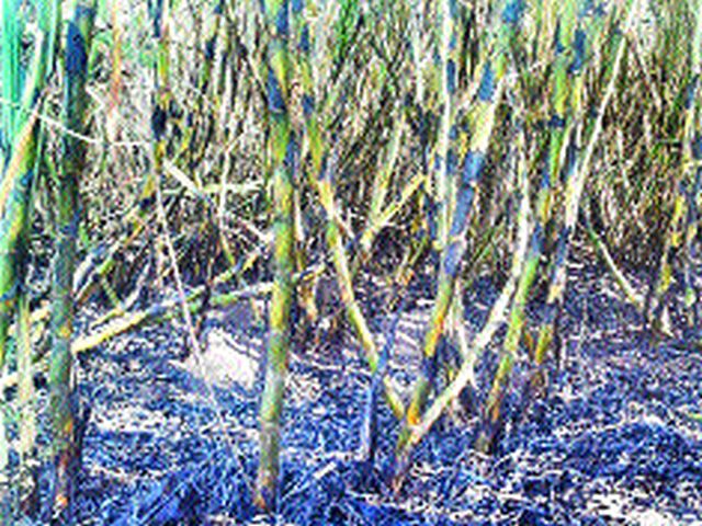 The burning of sugarcane in five units | पाच एकरातील ऊस जळून खाक
