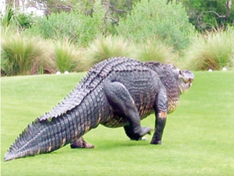Giant crocodiles like dinosaurs seen in Florida | फ्लोरिडामध्ये दिसली डायनोसॉरसारखी महाकाय मगर; गोल्फ मैदानावरील व्हिडिओ व्हायरल
