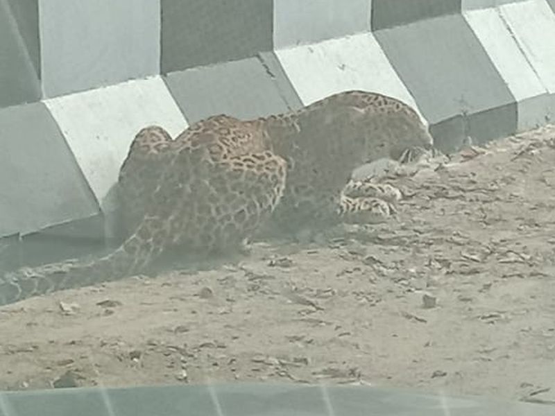Video: Fearing for his life, the leopard ran on the highway and escaped ... | Video: जिवाच्या भीतीने बिबट्या चक्क हायवेवर धावत सुटला अन्...