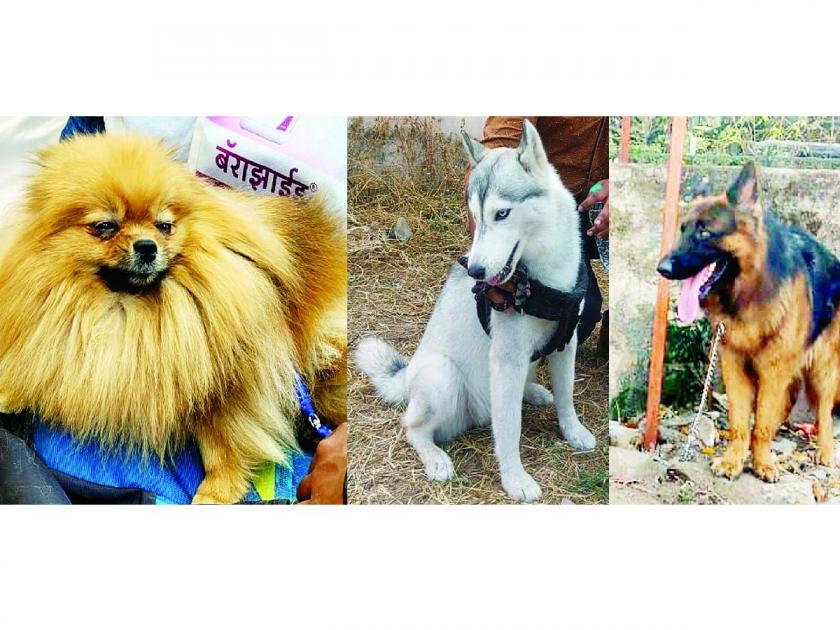 'Dog Show' in Amravati Science Core Ground; Domestic and exotic dogs became the attraction | सायन्स कोअर मैदानावर ‘डॉग शो’; देशी, विदेशी श्वान ठरले आकर्षण
