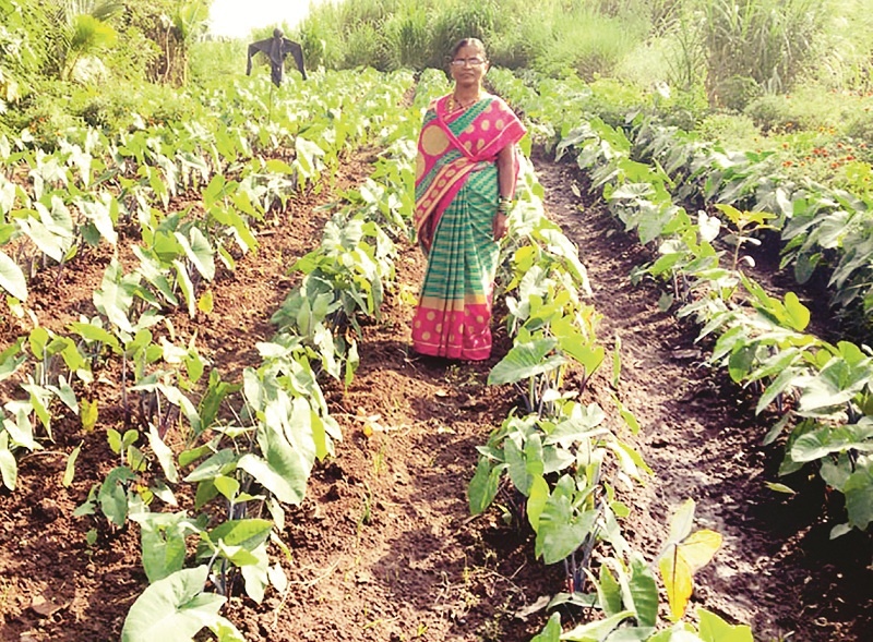 lakhs of rupees income in 'Aalu' leaves farming | पाच गुंठ्यांत सेंद्रिय ‘आळूचे’ लाखाचे उत्पन्न