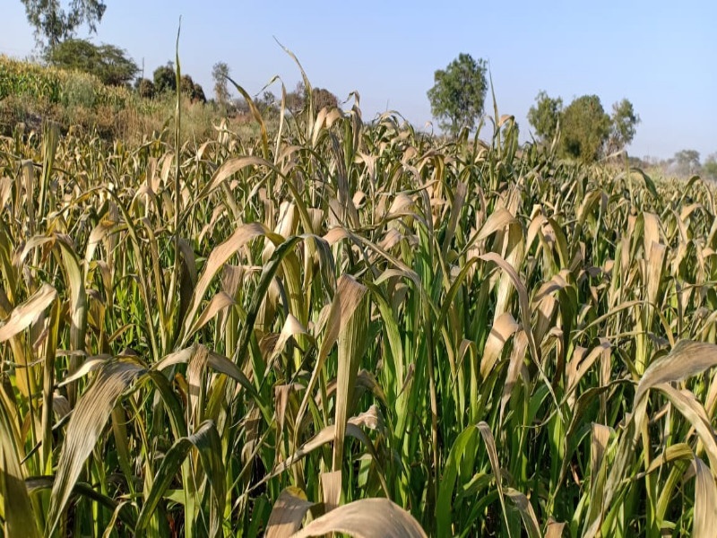 Crops damaged by severe cold in Ambethan areas in Khed taluka | खेड तालुक्यातील आंबेठाण परिसरात कडाक्याच्या थंडीने पिकांचे नुकसान 