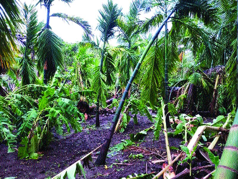 12 crore package sanctioned to coconut and betel nut growers | नारळ-सुपारी बागायतदारांना १२ कोटींचे पॅकेज मंजूर; १,५७६ हेक्टरवरील १७ लाख झाडांसाठी मदत