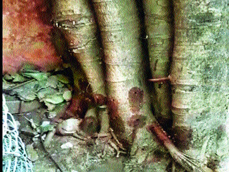 'Poisoning' on trees in Aare Colony; Try to dry the plants using drugs | आरे कॉलनीतील झाडांवर ‘विषप्रयोग’; औषधांचा उपयोग करून झाडे सुकवण्याचा प्रयत्न
