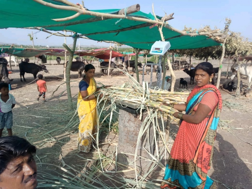 First feed donation center run by women in Sangli district: - Services at Jambhulani in Atpadi taluka | सांगली जिल्ह्यात महिलांनी चालविले पहिले चारा दान केंद्र -: आटपाडी तालुक्यातील जांभुळणी येथे सेवा