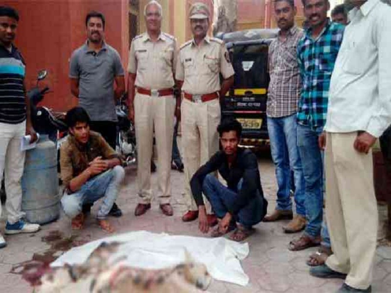 Two siblings arrested for the hunting of pregnant deer by the Aurangabad police | गर्भवती हरणाची शिकार करणार्‍या दोन भावंडांना औरंगाबाद पोलिसांकडून अटक