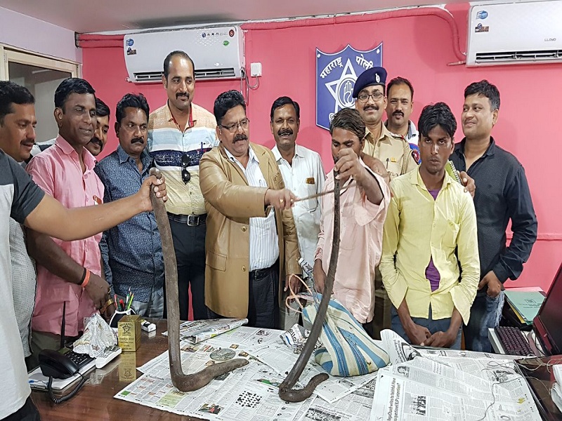 Aurangabad Crime Branch Arrested two smugglers of Mandul | औरंगाबादेत मांडूळ विक्री करणारे दोघे गजाआड; गुन्हे शाखेची कारवाई 
