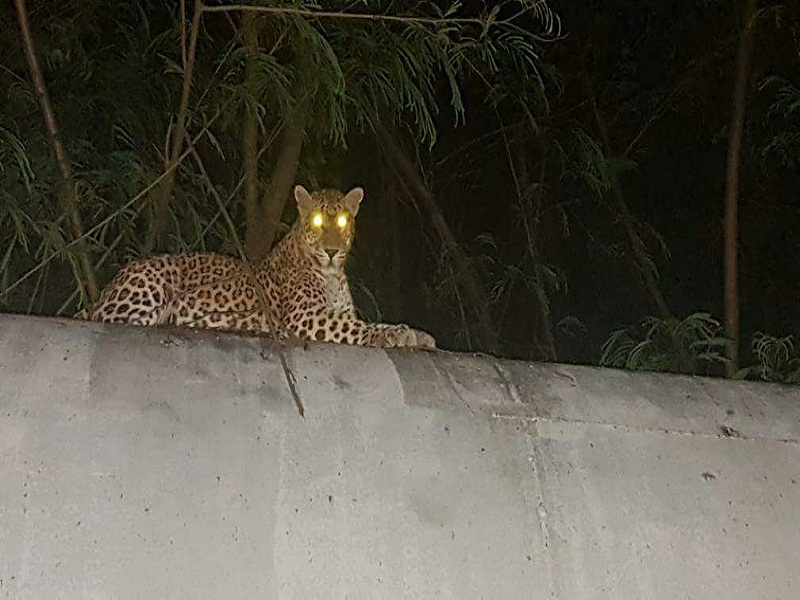 'Leopard has rehearsed' ... Viral reports in Aurangabad are all cautious | ' बिबट्या आला रे आला' ...औरंगाबादमध्ये व्हायरल खबरीने सारेच झाले सतर्क  