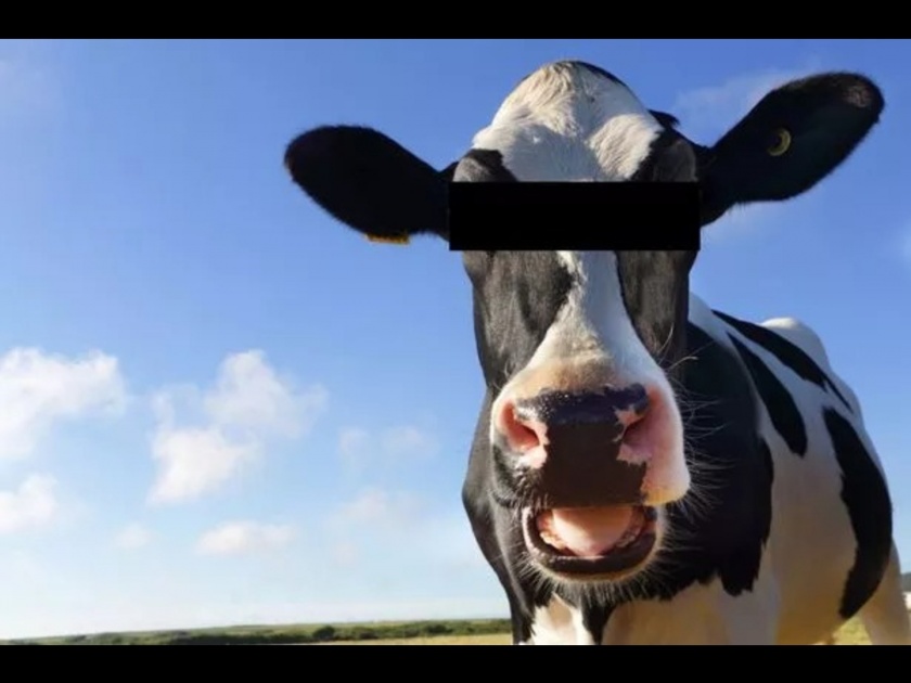 Village elder shocking claims Israel using spy cows to monitor Palestine locals | 'या' देशात गायींना बनवलं जात आहे गुप्तहेर? एका व्यक्तीने केला अजब दावा