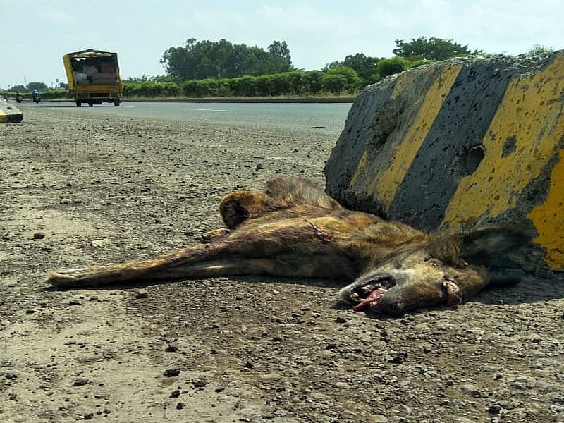 Forest dept confused : No clarity over animal body; whether hyena or dog ? | वनविभागाला प्रश्न : अपघातात मृत्युमुखी पडलेला प्राणी नेमका कुत्रा आहे की तरस?