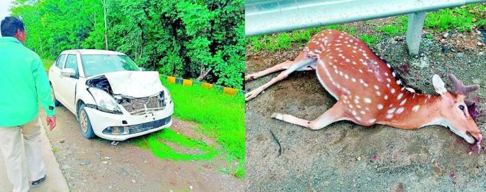Speedy car dash deer killed | भरधाव कारच्या धडकेत चितळ ठार
