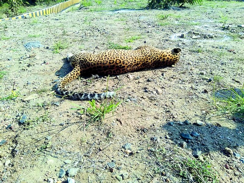 Leopard Killed in Vehicle dashed: Incident in Harnakund Shivnar | वाहनाच्या धडकेत बिबट ठार : हरणाकुंड शिवारातील घटना