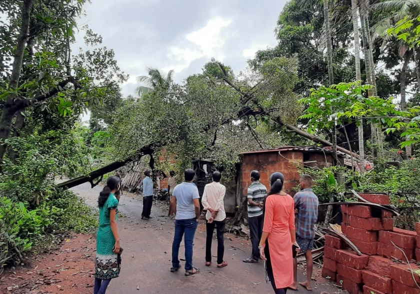 Damage caused by falling tree on the house at Acharya | आचरा येथे घरावर झाड पडून नुकसान