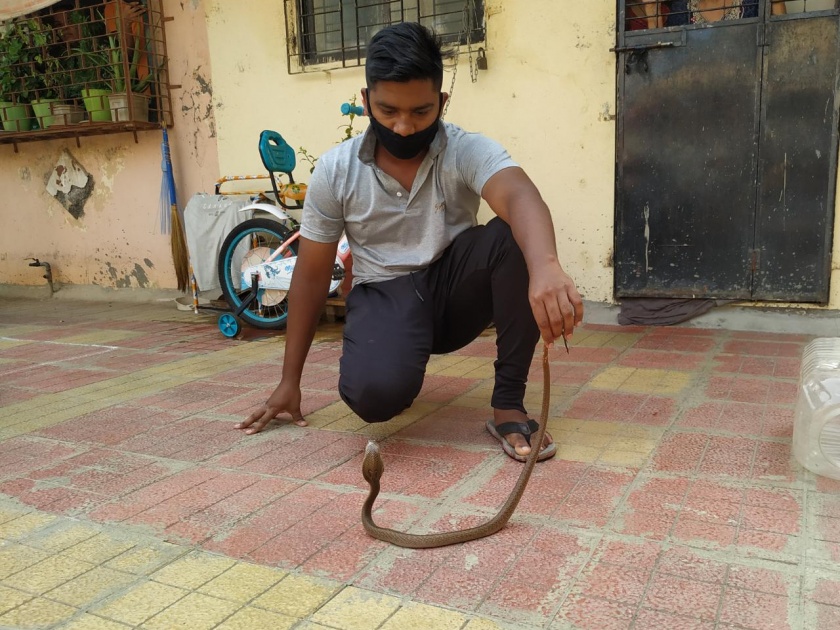 2-foot snake found in house in lockdown Incident at Kandivali Charkop pnm | अबब! लॉकडाऊनमध्ये घरात आढळला २ फूटाचा नाग; कांदिवली चारकोप येथील घटना